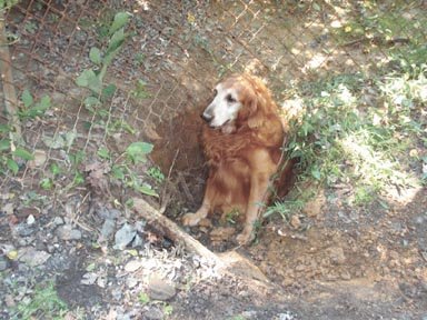 In 2011, the Vienna Police Department, along with fire and rescue and animal control, rescued a dog that was wedged in a ditch. 