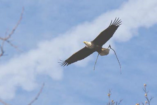 This picture was taken last week and shows one of the adults carrying a branch back to the nest at Lake Accotink Park in Springfield.