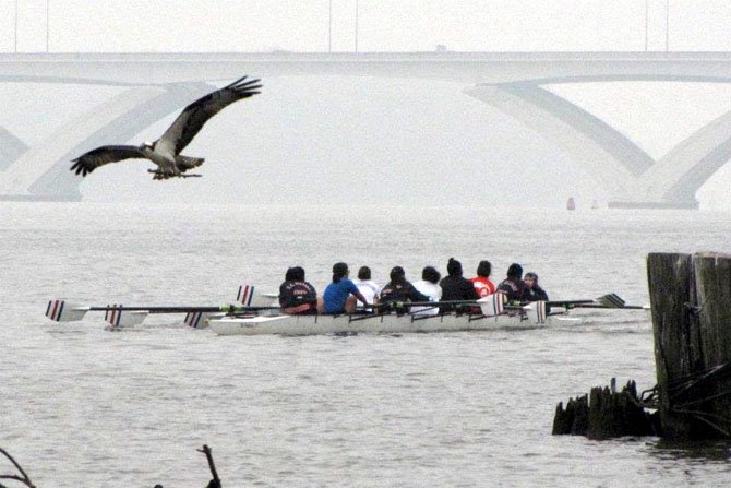 With the Wilson Bridge rising up behind them and an osprey swooping down toward the water just off their bow, members of the T.C. Williams girls’ crew team row up the Potomac River during their race against Washington-Lee on Saturday, March 24. 