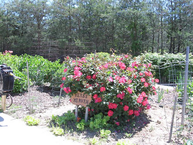 Herb’s Heaven included bright pink flowers last year at Greenspring retirement community in Springfield.