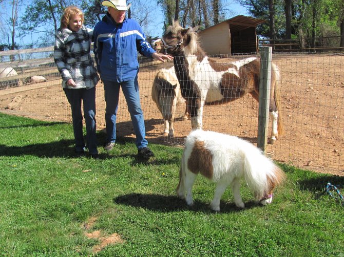 Jill and John Phillips, Squeals on Wheels owners, with the newest addition to their petting zoo. The miniature horse weighs less than 50 pounds.