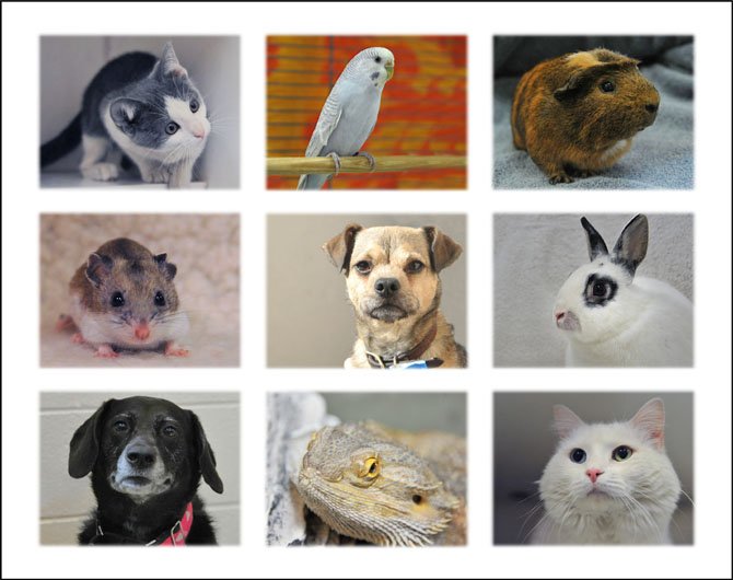 A collage of some of the animals who were or still are at the Fairfax County Animal Shelter.