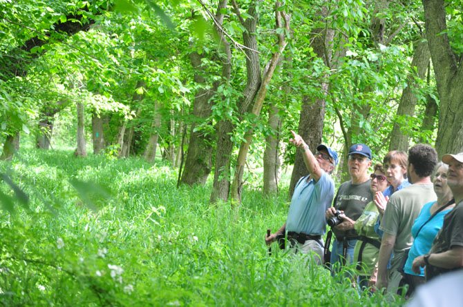 Bob Vickers points out one of the largest scarlet oak trees in the state during the annual Great Falls Big Tree Hike Saturday, May 12. 