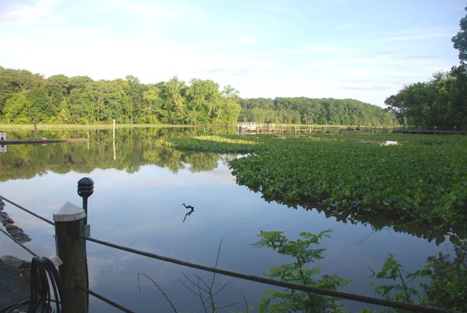 From the shore of Little Hunting Creek, showing acres of tidal wetlands.