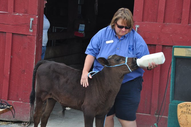 Frying Pan Farm Park Manager Tawny Hammond feeds Henry, one of the animals that suffered cuts on the head in a slashing attack last weekend. 