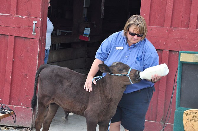 Frying Pan Farm Park Manager Tawny Hammond feeds Henry, a calf that was wounded by an attacker May 26. Police arrested a 17-year-old boy Saturday, June 23 for that assault, as well as one on April 26. 