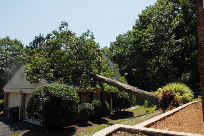 A mature white oak fell across a property line and came to rest on a neighboring house. Homeowners Grant and Aquinas Beuhrig said they were surprised by the severity of the storm.