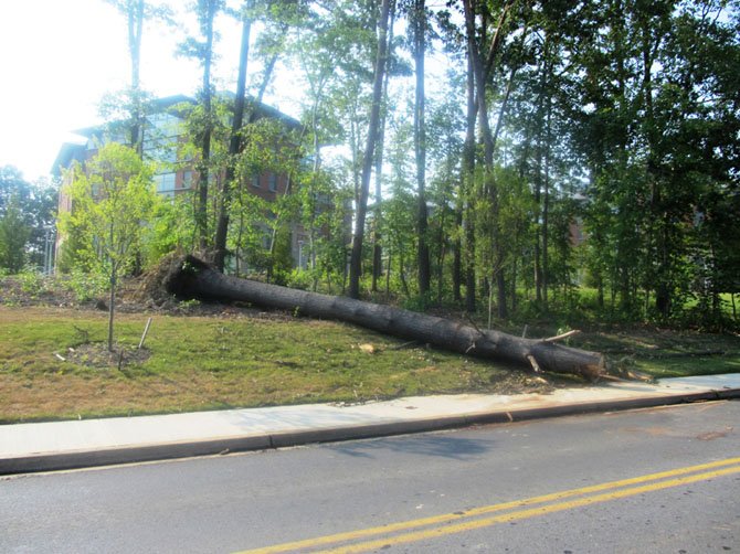 A 40-foot tree, uprooted by the storm, lands on a sidewalk at George Mason University on Saturday, June 30. 

