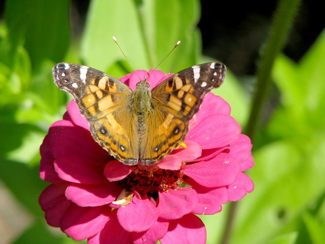This American Lady butterfly is one of the 28 species of butterflies identified Saturday.

