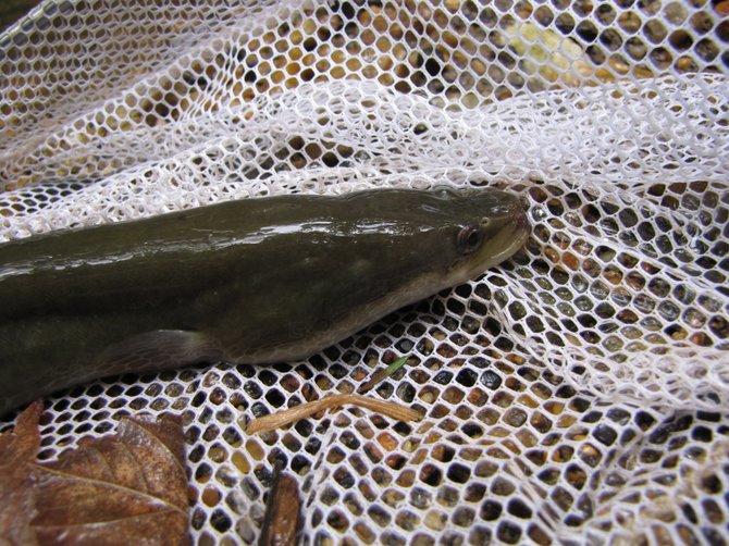 The American eels found in Arlington are exclusively female, and can spend up to 15 years maturing in local waterways before their long voyage to the Sargasso Sea in the Caribbean.