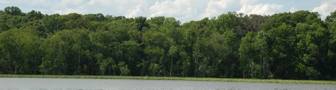 The freshwater marsh in the Potomac River in Mount Vernon, near the mouth of Little Hunting Creek.
