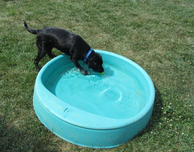 Retrieving his ball from the pool, service-dog-in-training Midnight takes a moment to enjoy the cool water. Midnight is also owned by Canine Companions for Independence.