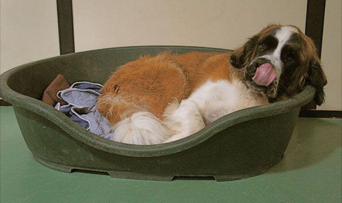 Saint Bernard Sophie relaxes a bit after enjoying some play time. 