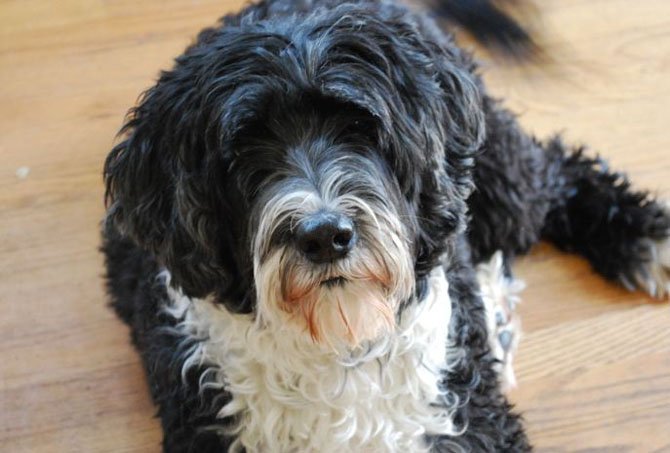 Joe Gargan's dog Jack rests comfortably and poses for the camera.