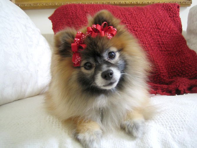 Maggie the Pomeranian at Christmas time. All the dogs loved to dress up on the holidays. "We take them to the annual Pom Play Group Halloween party every year," Kirsten Porter, of Herndon, said.