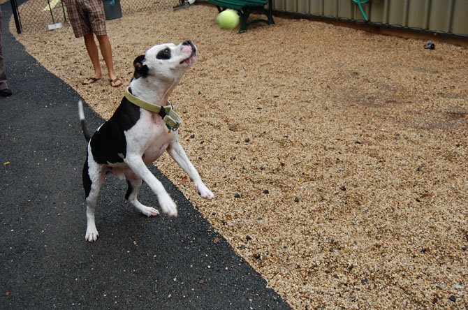 Gaston plays with ball.