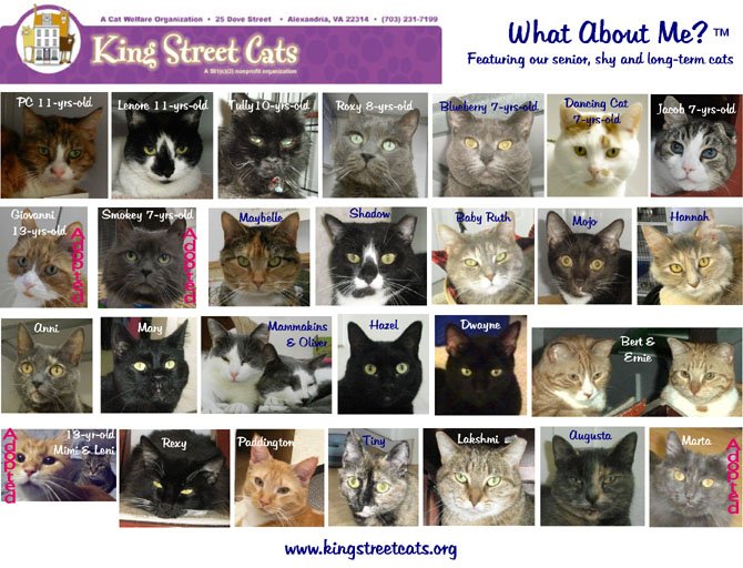 A poster of the What About Me depicts cats available for adoption at King Street Cats. The What About Me campaign features mature cats that can not compete with the young and adorable. This year organizers hope to find 30 cats new and loving homes.
