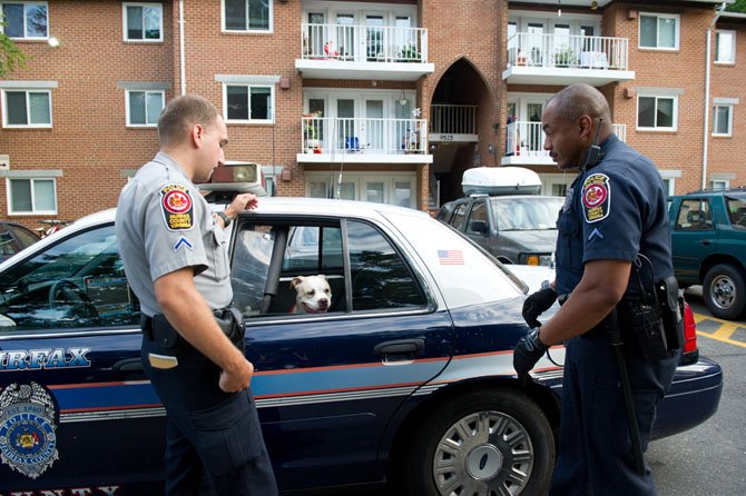 “It’s now a bite call,” says Patrol Officer Brian Bowman of the Fair Oaks District Station who was first on the scene when dispatch directed Animal Control to pick up a loose dog. Bowman was able to catch the young dog and put it in his vehicle to await the arrival of Animal Control Officer Henley Thomas on July 12. A youth approached Bowman and said that the dog had bitten him. Thomas will take possession of the dog, interview the victim, and attempt to find the dog owner.
