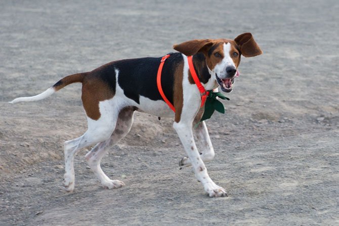 Priscilla, a Treeing Walker Coonhound, is a recent adoption to owner Marylou Hogge of Centreville. Says Hogge, the breed originated in Virginia. At the Rock Hill District Park Off-Leash Dog Area, Priscilla appears to have a great time running around the large open area.
