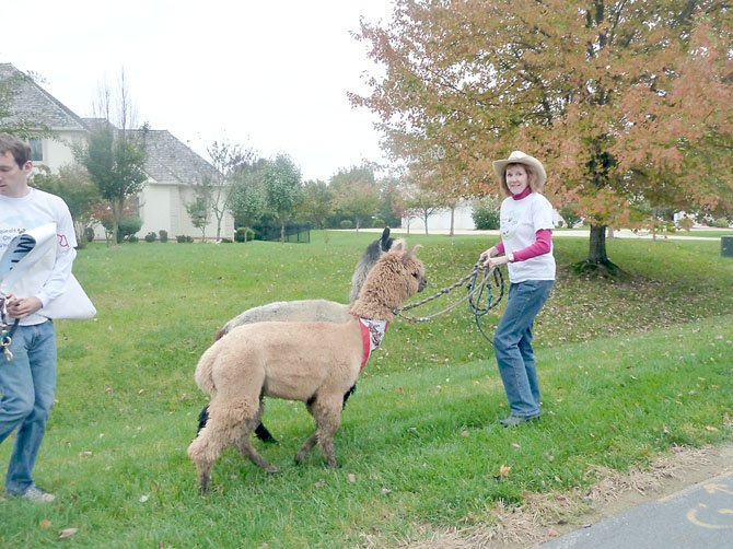 Various animals, including this llama, attend Potomac Day.