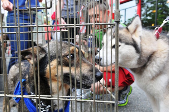 Bourbon, a puppy being cared for by the Virginia German Shepherd Rescue checks out the passing canines at the street fair.