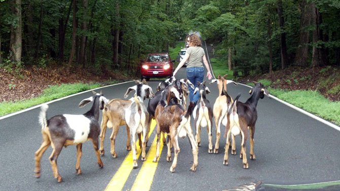 Zullo ran down Utterback Store Road and the goats followed.
