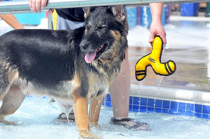 A German Shepherd rests for a moment after retrieving a toy from across the pool.