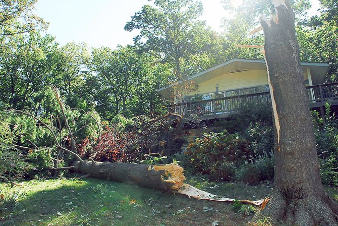 This pine tree in front of a home on South Shore Drive did not survive the brief yet powerful storm. The National Weather Service reports that the storm did not qualify as a tornado.