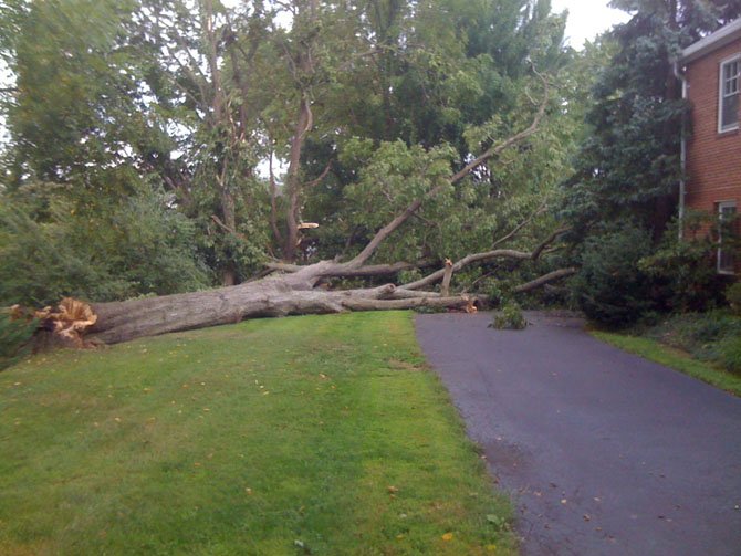 Over 100-year-old tree fell without hitting the church or the house.

