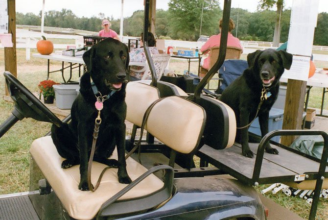 Who’s driving? Darby and Toby were all set to go for a ride. What’s a horse event without dogs?