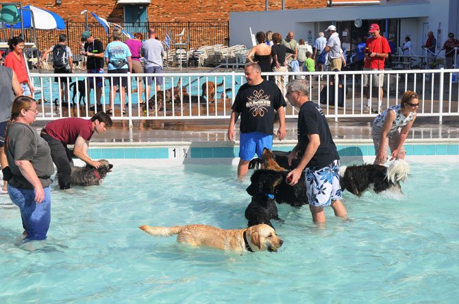  The baby pool provided a lot of romping for the water dogs on Saturday afternoon.