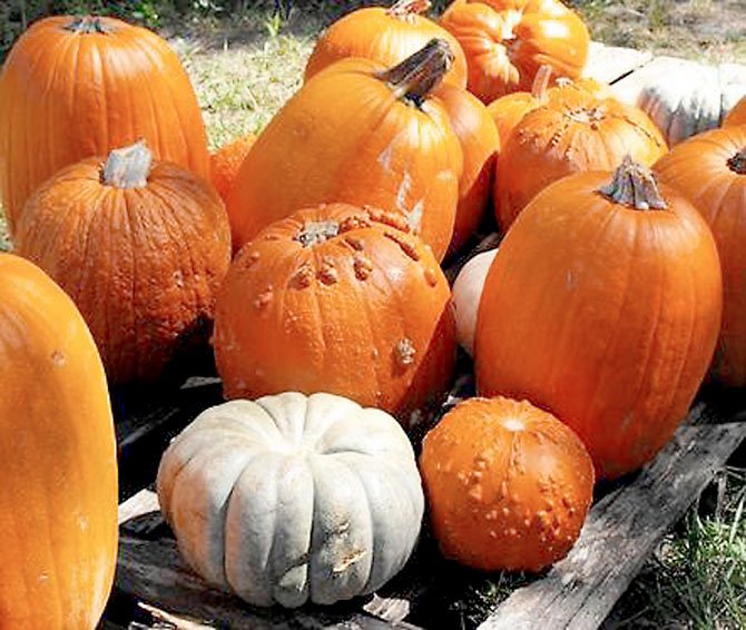 Heather Hill Gardens in Fairfax Station has pumpkins in all colors, shapes and sizes during their annual Pumpkin Patch.
