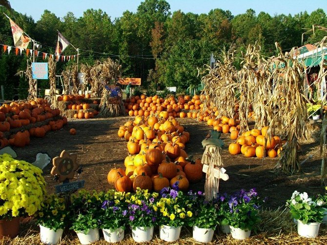 Pumpkin Patch Reston Va