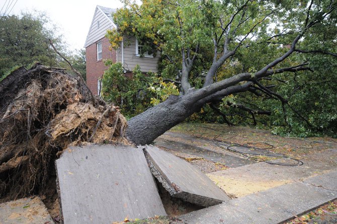 A sidewalk on Cameron Mills Road shifts after a tree uprooted in the wake of Hurricane Sandy.