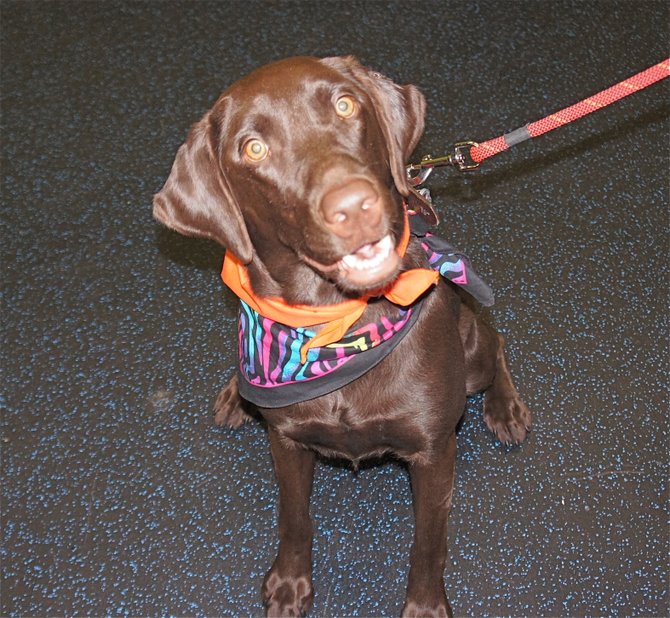 Calypso, the 18-month-old chocolate lab, has been a happy camper at the Woodbridge Dogtopia, but "parents" Jon and Beth Carpenter plan to enroll Calypso in the new Springfield location to make the drop off and pick up an easier part of the work day.