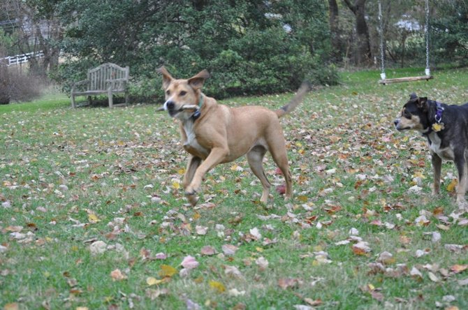 Filiming included two other new stars in the form of Mocha and Athena, the Conway’s pair of rescue dogs.