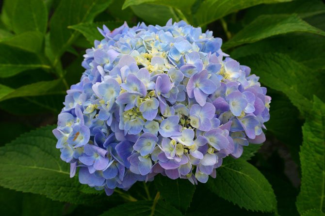 Experts say some flowering plants like dormant hydrangeas can be planted now and bloom in spring.