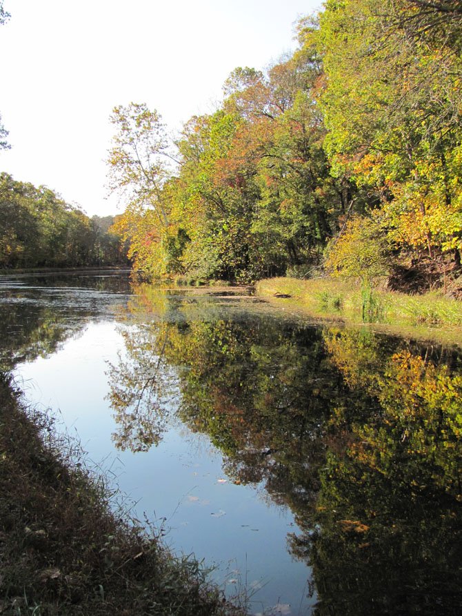 Protecting trees also protects water quality, say advocates for two bills before County Council. Builders say the bills add too much bureaucracy. Above, the Potomac River near Old Anglers Inn.