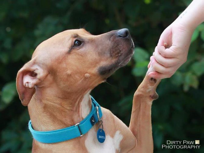 This is Annie. By adopting from the Animal Welfare League of Arlington residents will help save the lives of two animals — the pet being adopted and a homeless animal that can be rescued because of the space create by the adoption.