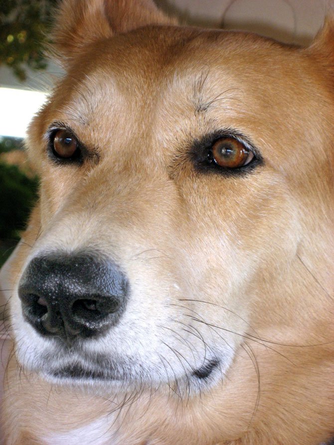 The nose dominates the face and has more importance than either eyes or ears in a dog's interpretation of his world. The more droplets of moisture on a dog's nose, seen here, the better smeller he can be. The best noses can drip like a runny nose on a child. Dogs interpret primarily with their nose. They see shapes and can react with fear or anxiety until they are able to smell the shape.