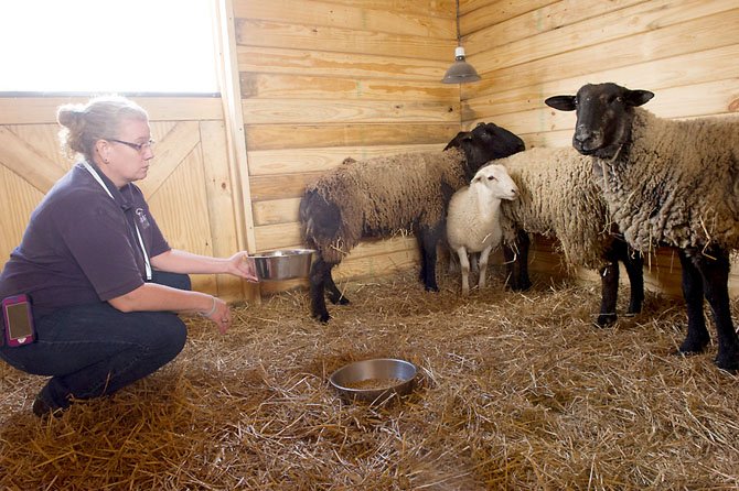 Four sheep found wandering in Virginia Run on April 13 are waiting at the Fairfax County Animal Shelter for their owners to step forward. Shelter employee Lea Ann Gross offers some feed to the sheep.
