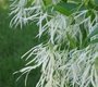 Fringe Tree flowers