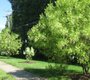 New and established Fringe Trees at Lewinsville Park ...