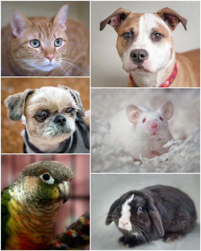 Pictured are some of the many residents of the Fairfax County Animal Shelter.