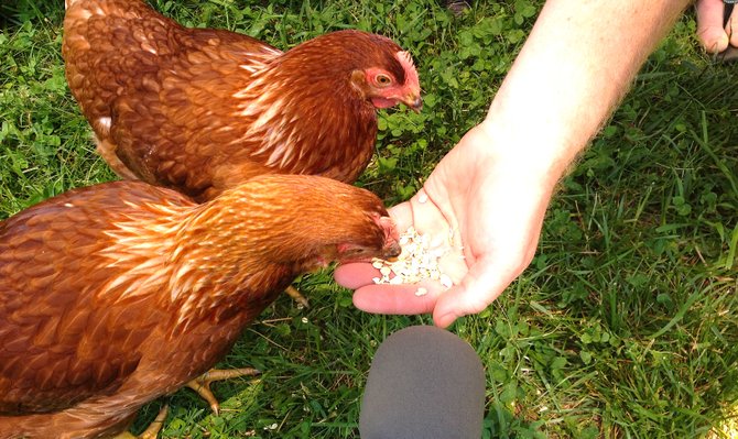 These hens are illegal, kept in an undisclosed location in north Arlington in violation of current restrictions.