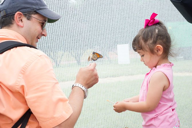 David Haney, of Alexandria, shows his daughter Maryann a monarch butterfly in the Butterflies in Flight exhibit at the three-day 2013 Celebrate Fairfax Festival on June 9.