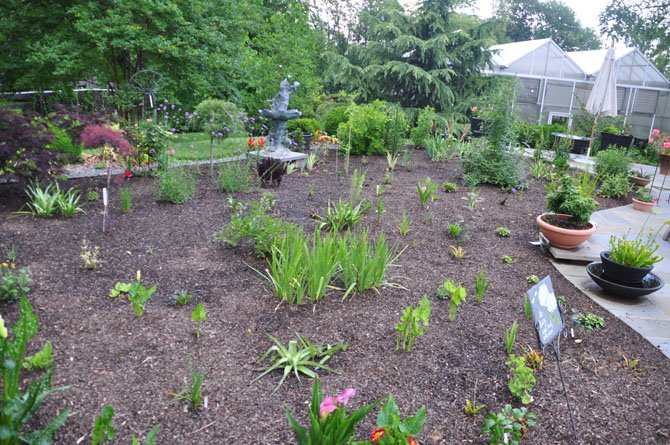 The newest addition to the garden of Joe and Aggie Francis, which was planted after their pool broke in the 2011 earthquake. The Francis garden will be a stop on this year’s annual Herndon Garden Tour. 