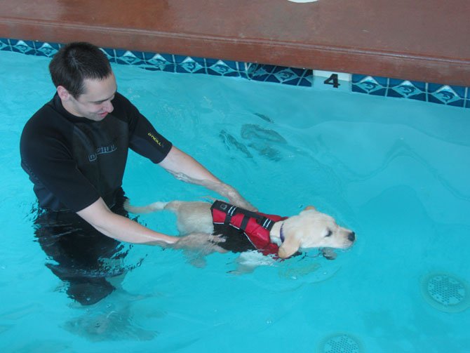 Canine Companions for Independence puppy Romer III enjoys a free swim at Seneca Hill's aquatic center. Free access to the pool was one of the many things available during the Seneca Hill Animal Hospital, Resort and Spa Open House.