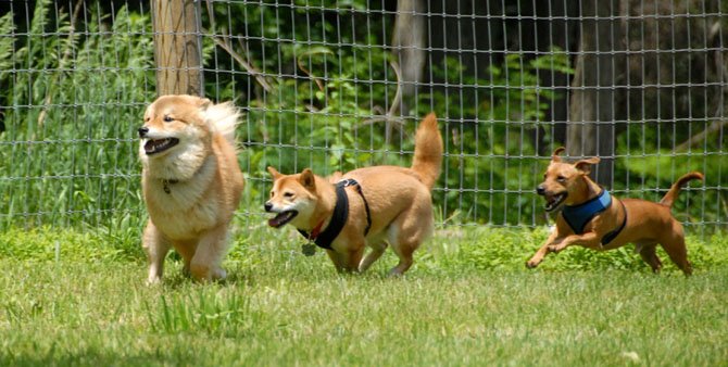 Ingrid Anderson’s dog Bodi (right) plays with other dogs at the Vienna Dog Park.