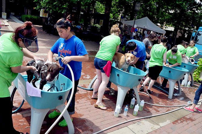 Volunteers and staff from Dogtopia wash dogs to raise money for service dog groups at Lake Anne Sunday, July 21